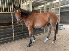 Load image into Gallery viewer, Naturally Shine- Plant-based Massaging Shampoo * Horses & Dogs