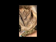 Load and play video in Gallery viewer, SALE 25% off - discount applied at checkout. Bluestone Putty -  staple for seedy toe care