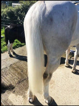 Load image into Gallery viewer, SHOWHITE- Toning Crème Conditioner for Horses & Hounds 300ml