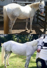 Load image into Gallery viewer, NATURALLY WHITE- Whitening Soap Bar - Bee Kind for Horses & Dogs