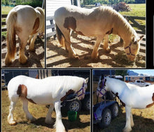 Load image into Gallery viewer, 🤩🦄 SHOWHITE SHAMPOO Whitening Toning Bar for HORSES Bee Kind (Massaging) BEST SELLER