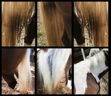Load image into Gallery viewer, NATURALLY WHITE- Whitening Soap Bar - Bee Kind for Horses & Dogs