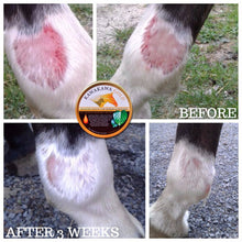 Load image into Gallery viewer, Kawakawa Gold Active 15+ Manuka Honey for Horses & Hounds
