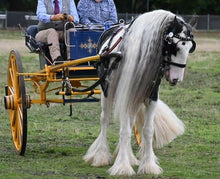 Load image into Gallery viewer, SHOWHITE- Toning Crème Conditioner for Horses & Hounds 300ml