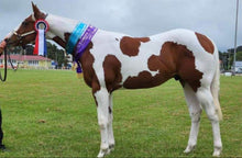 Load image into Gallery viewer, 🤩🦄 SHOWHITE SHAMPOO Whitening Toning Bar for HORSES Bee Kind (Massaging) BEST SELLER