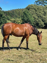 Load image into Gallery viewer, Naturally DARK- Coat Enhancing Shampoo Bar for Horses & Dogs