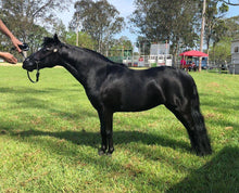 Load image into Gallery viewer, Naturally Shine- Plant-based Massaging Shampoo * Horses & Dogs