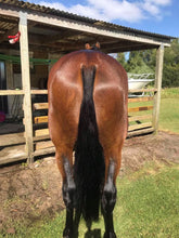 Load image into Gallery viewer, Naturally Shine- Plant-based Massaging Shampoo * Horses & Dogs