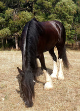 Load image into Gallery viewer, Naturally DARK- Coat Enhancing Shampoo Bar for Horses & Dogs