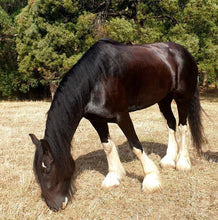 Load image into Gallery viewer, Naturally DARK- Coat Enhancing Shampoo Bar for Horses & Dogs