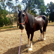 Load image into Gallery viewer, Naturally DARK- Coat Enhancing Shampoo Bar for Horses & Dogs