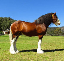 Load image into Gallery viewer, Feather pre-wash - degreaser pre wash for Tails & Feather