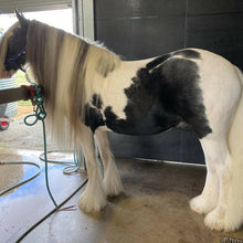 Load image into Gallery viewer, 🤩🦄 SHOWHITE SHAMPOO Whitening Toning Bar for HORSES Bee Kind (Massaging) BEST SELLER