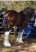Load image into Gallery viewer, Tail & Mane Conditioner
