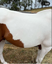 Load image into Gallery viewer, 🤩🦄 SHOWHITE SHAMPOO Whitening Toning Bar for HORSES Bee Kind (Massaging) BEST SELLER