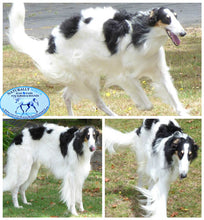 Load image into Gallery viewer, NATURALLY WHITE- Whitening Soap Bar - Bee Kind for Horses & Dogs