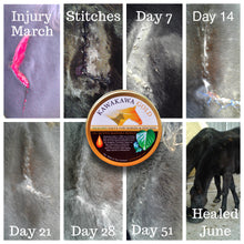 Load image into Gallery viewer, Kawakawa Gold Active 15+ Manuka Honey for Horses & Hounds