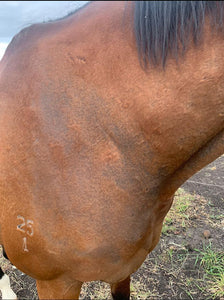 Naturally Shine- Plant-based Massaging Shampoo * Horses & Dogs